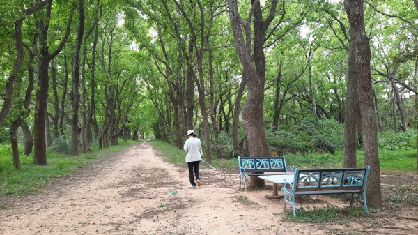 《苗栗》楓香林道｜頭份老崎古道（後花園步道）202503292748865