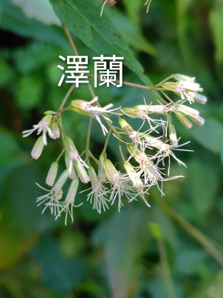 石盤坑 墘溪 橫屏山西峰 橫屏山2890682