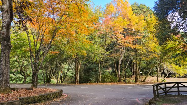 20251212稍來山賞楓