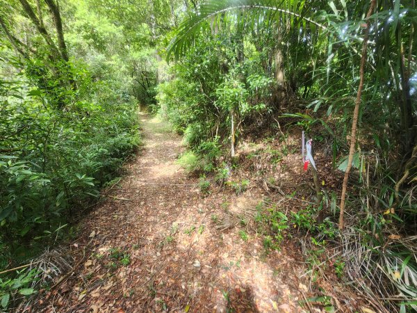 20250419蕩跋山劉家界山老社寮山新富山2936220