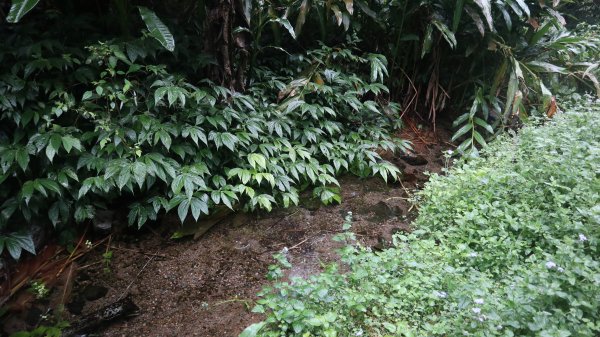 冷埤登山健行趣2447547