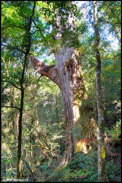 全台最大的紅檜森林 ~ 拉拉山巨木群885594