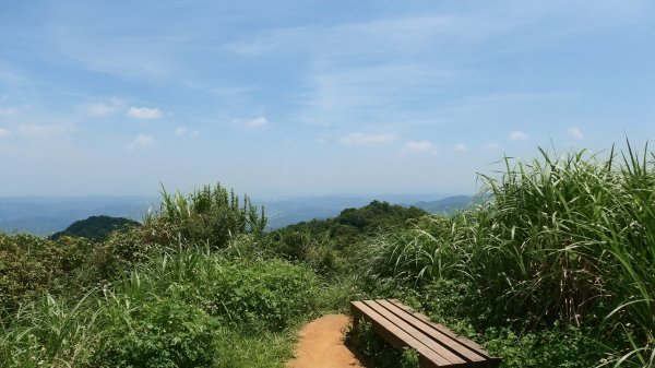 三角蜻蜓3076536