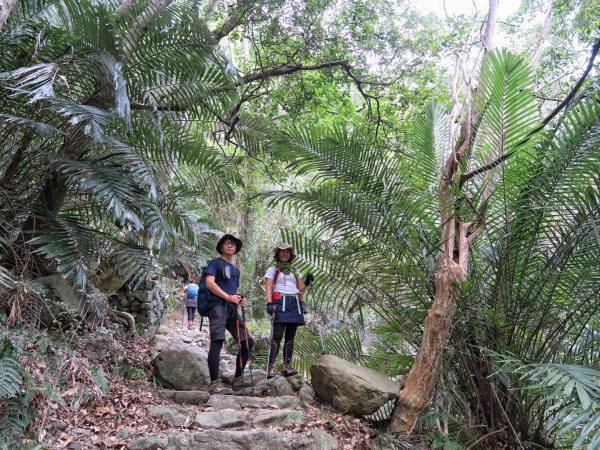 東卯山 東南稜 攀岩賞花趣1355980