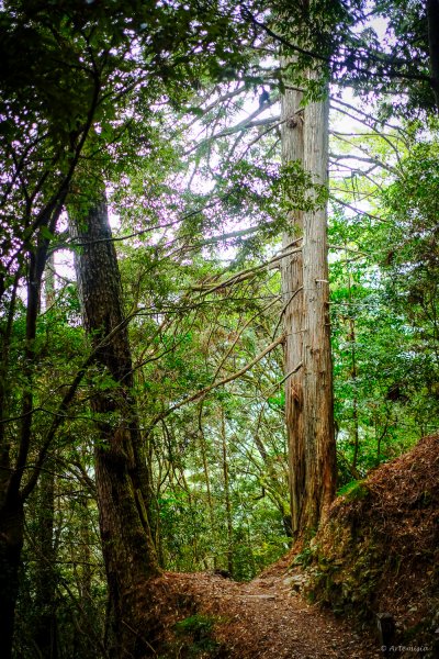 [冬訪大霸聖山岳參行]-大鹿林道東線榆金楓紅與九九山莊精選輯2974691
