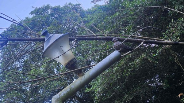 20250902大湖山東南峰-康樂山北峰-明舉山東峰-安湖公園-火炭坑山(騎車爬山)2878448