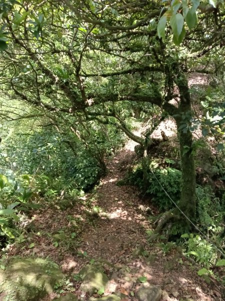 雙溪區不厭亭+牡丹山+樹梅坪+鷹石岩山神廟+不厭亭+奉憲示禁碑+三貂崙+不厭亭8字走2766297