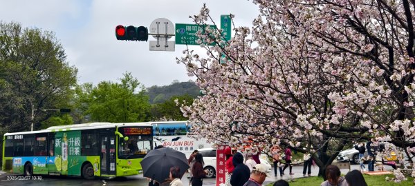 陽明山趴趴走 - 賞櫻花 3/72729264