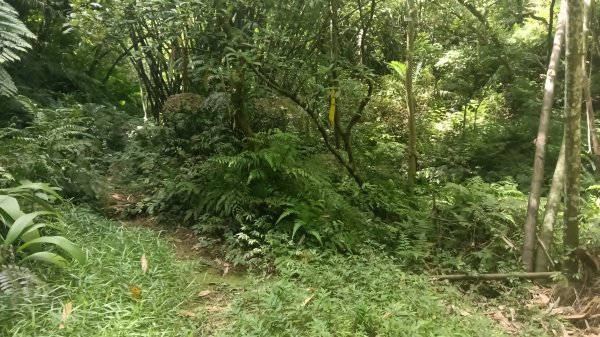 基隆市石象山-石獅山Y字走3116670