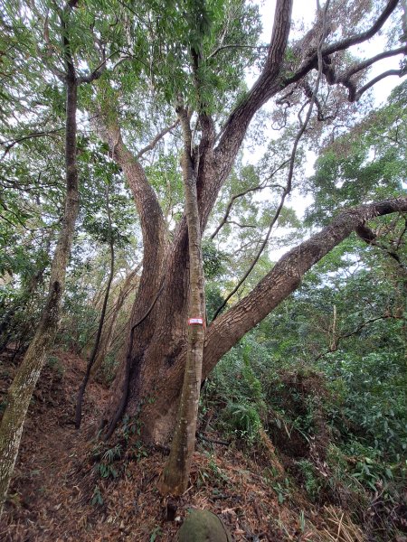 竹東三山(樹杞林山-新具庄山-員崠子山)202412262676684