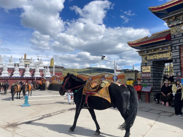 西藏♥️可愛動物🐎人物寫真/拉薩旅拍/美食2902940