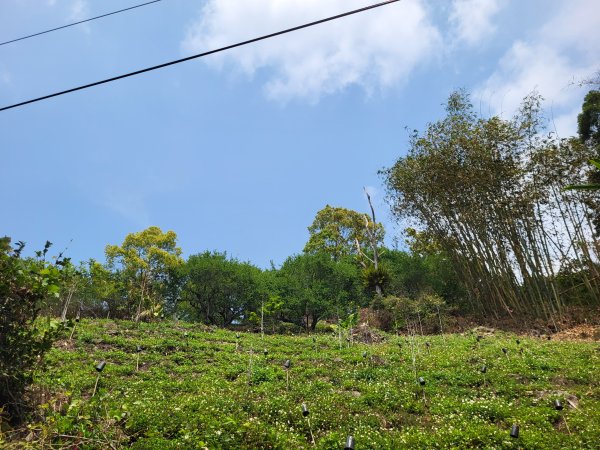 2026.03.30 茶園、梅園、視野都極美的玉打山觀景臺3073613