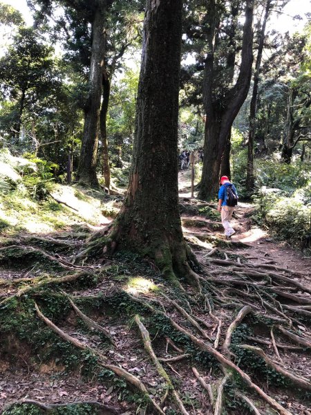 20210221小百岳東眼山2210211