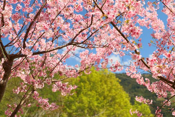 拉拉山的櫻花286541