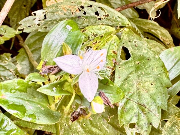 阿里山迷糊步道-福山古道2793379