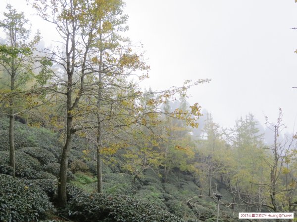 《南投》竹林銀杏｜鹿谷長源圳古道、大崙山銀杏森林、武岫201709212890502