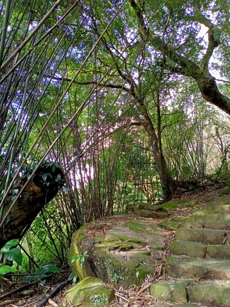 【南山神壽任務尋寶趣】流水潺潺的坪頂古圳親山步道→清風亭→大崎頭步道1591347