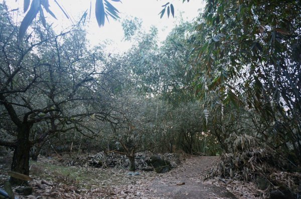 三腳南山登山步道2009918