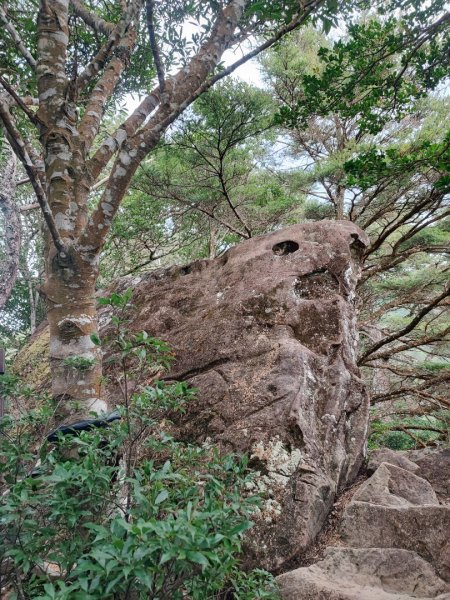 北得拉曼神木/內鳥嘴山-新竹縣尖石鄉2412400