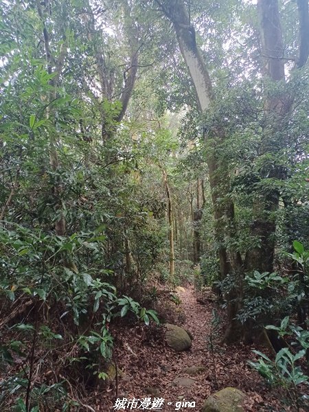 【苗栗銅鑼】健行賞花兩相宜。 銅鑼雙峰山x2023杭菊花季2355263
