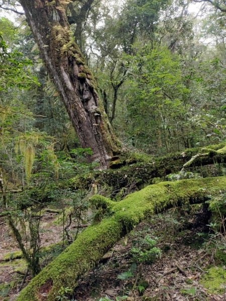 🥵20231107南一段會繞過🤷忘記的溪南山2340098