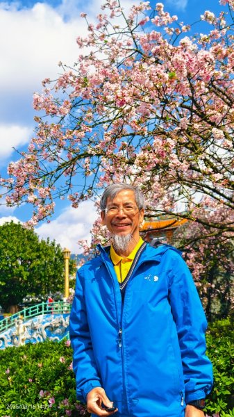 #綠繡眼 訪花 #吉野櫻 #天元宮 #楓樹湖 03162736710