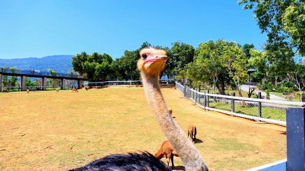 台東原生應用植物園3015258