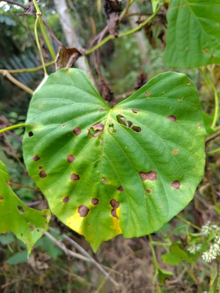 大棟山系南段 水利古道西口 上 竹高崙山 連走 鳥子嶺 坑仔內山 大崖山 下 龍目井農場2953123