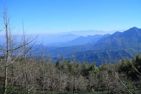 南投銀杏森林順遊竹山 20170402273268