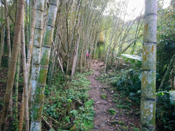 溪頭 南鳳凰山 天文台 神木O型 869801