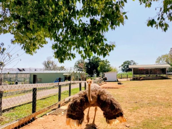 台東原生應用植物園3015248