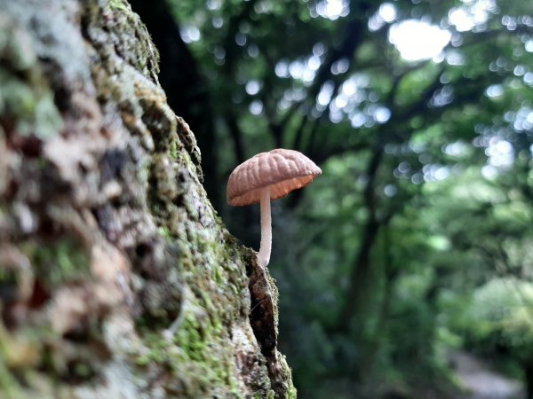 雲霧飄渺群山間。走進宮崎駿動畫世界982021