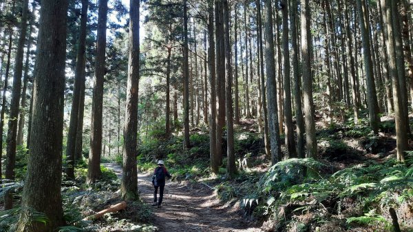 《新竹》幸福雲海｜鵝公髻山步道X山上人家202211051900111