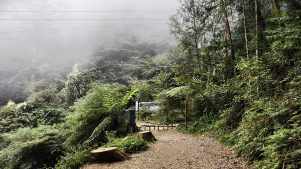 【台灣健行】山河無恙、歷史長歌  - 大雪山林場3136061
