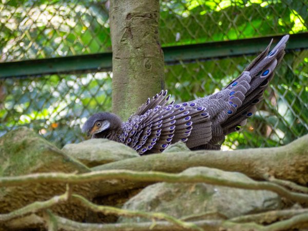 鳳凰谷鳥園2961143