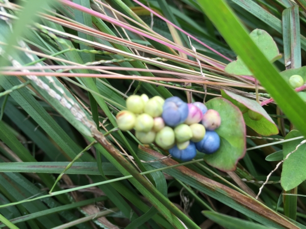 陽明山國家公園原生花草63603