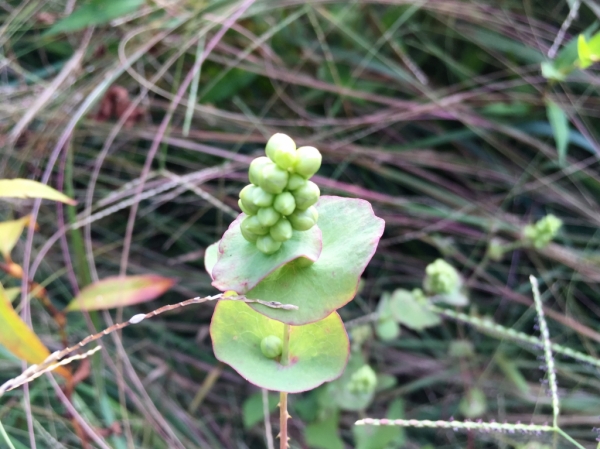 陽明山國家公園原生花草63604