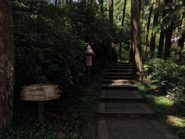 [百山百鳥尋旅-05/15] 2025_0830 溪頭賞鳥步道_銀杏步道2875524