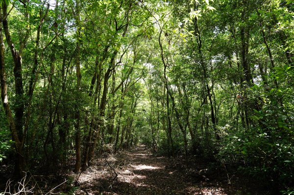 苗栗 三義 枕頭山、南片山2801764