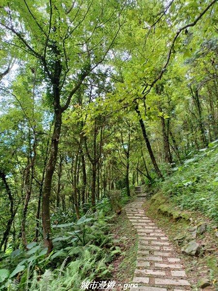 【花蓮壽豐】秀麗山景。 池南國家森林遊樂區森林浴步道2266018