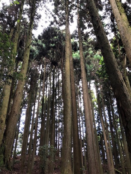 樂山鐵路林道、鹿坑山、尤命神木O走1468193