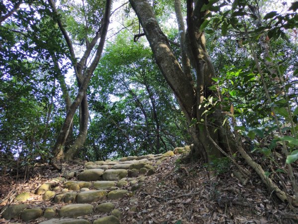 2023.11.01 蓮華山古道群2489012