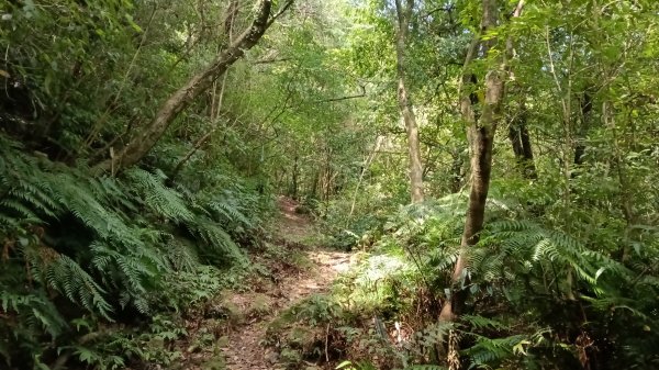 萬里區石門嶺古道(保甲路)-溪畔小徑-雙溪溝古道3087331
