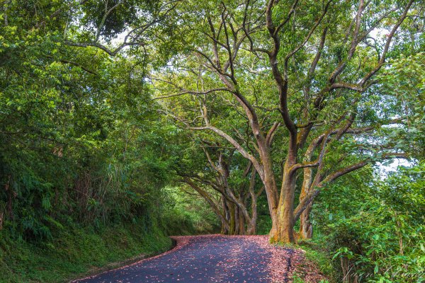 [南投]貓囒山與日月潭2904401