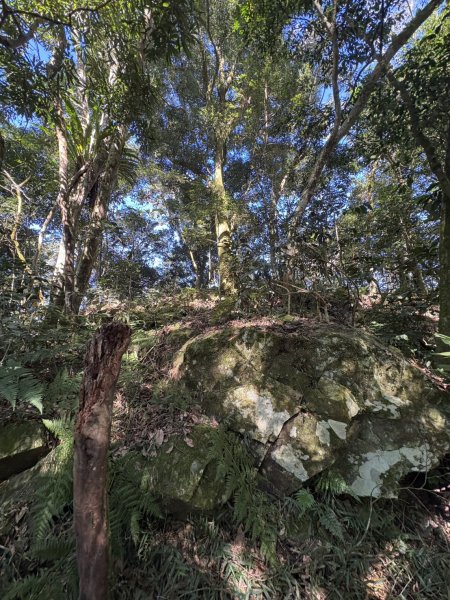 20251116鳴海山、網子山登山步道2938394