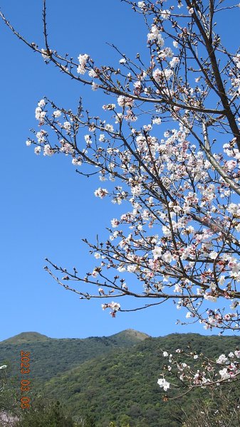 雲山水花鳥蝶 - 天龍國阿伯的日常 3/52053145