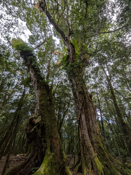 結界縱走三日(結城山、境界山、檜山)2920875