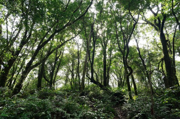 新北 烏來 下阿玉山2821613