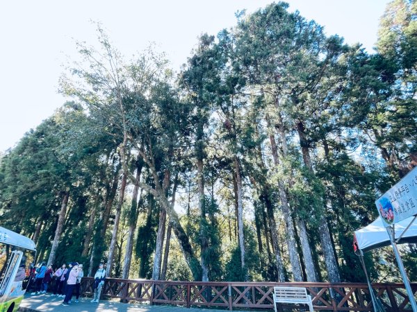 20251209 阿里山-小笠原觀景平台、祝山觀日步道2959791