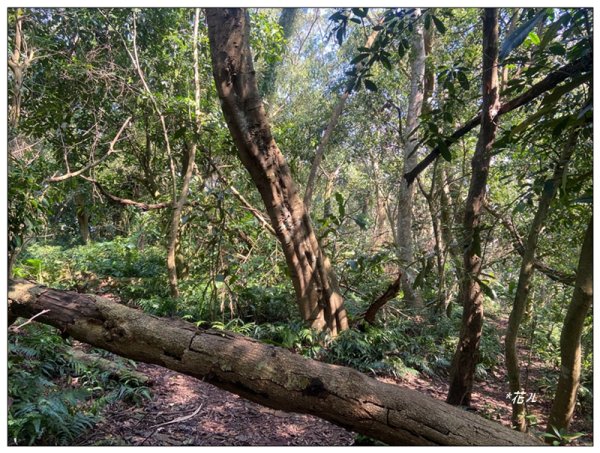 草嶺山、白石山、頭寮山 六連峰 O型路線2798533